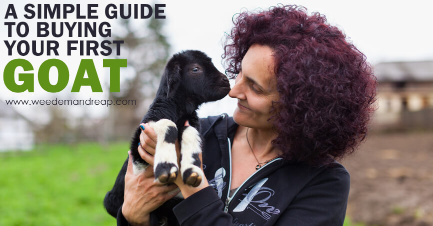 A Simple Guide to Buying Your First Goat | Weed 'Em and Reap