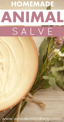 body cream and plant on wooden table