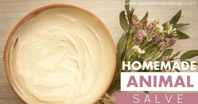 body cream and plant on wooden table