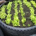 used tire raised garden bed