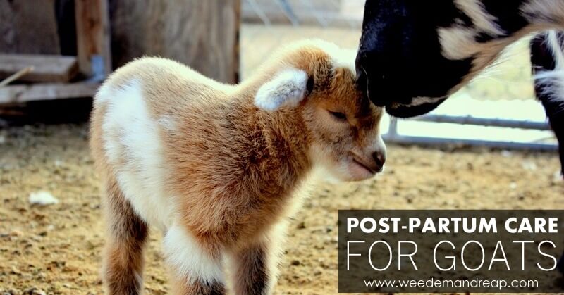 Holistic Post-Partum Care for Goats