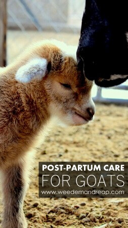 Holistic Post-Partum Care for Goats