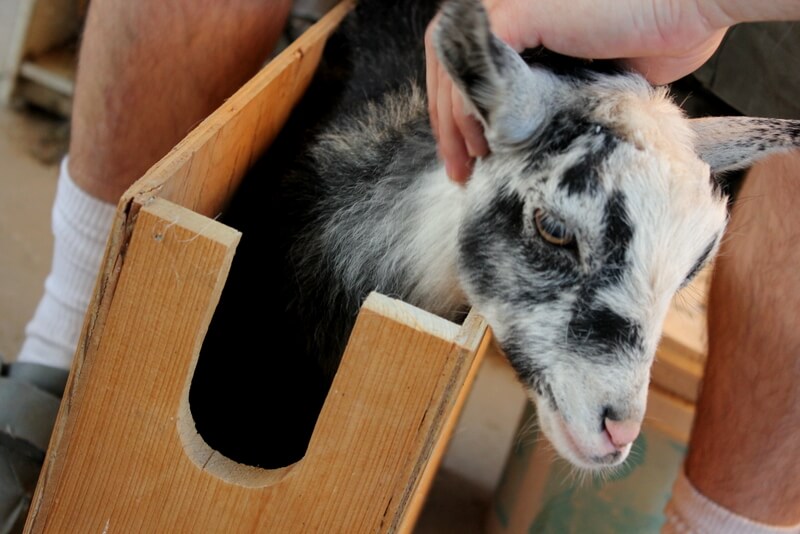 How to Disbud & Dehorn Baby Goats