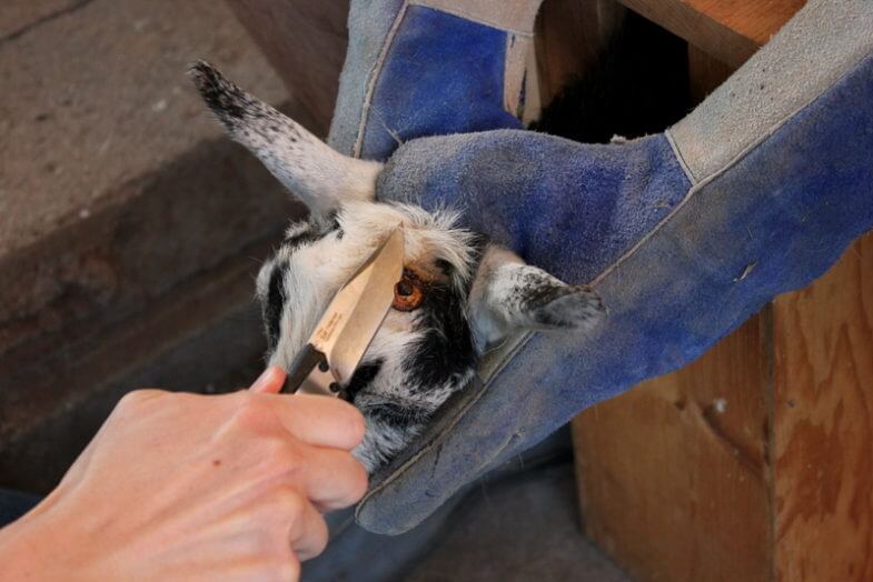 How to Disbud & Dehorn a Baby Goat Weed 'em & Reap