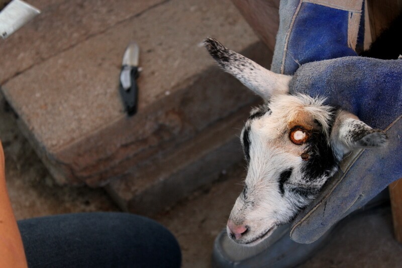 How to Disbud & Dehorn Baby Goats