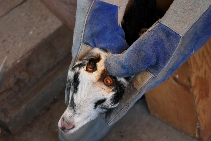 How to Disbud & Dehorn Baby Goats