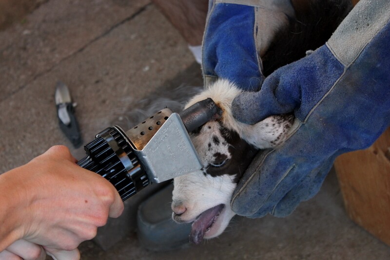 How to Disbud & Dehorn Baby Goats