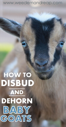 How to Disbud & Dehorn Baby Goats