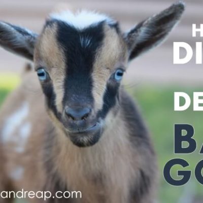 How to Disbud & Dehorn a Baby Goat