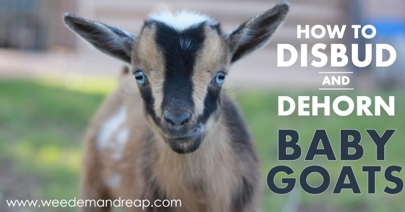 How to Disbud & Dehorn Baby Goats