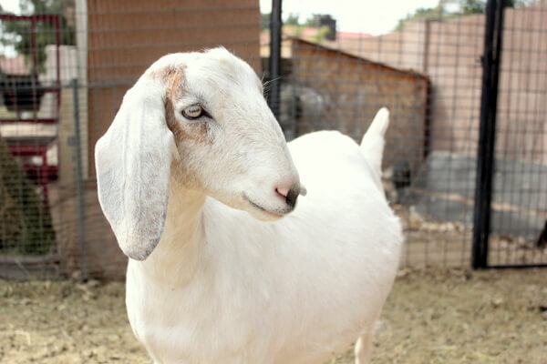 A beautiful white goat.