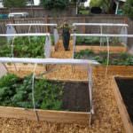 greenhouse garden bed