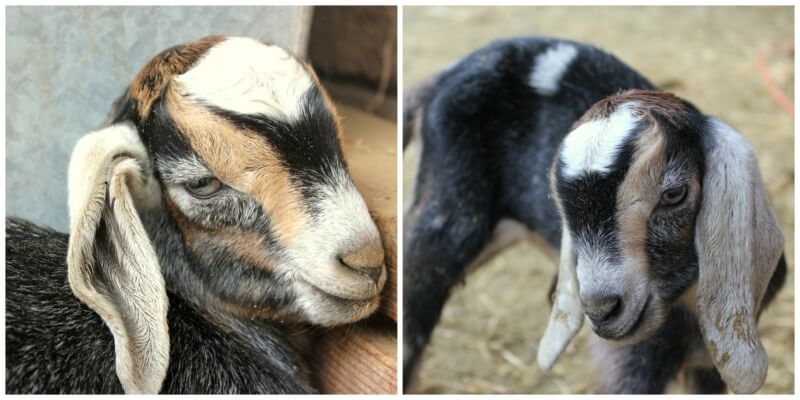 Two pictures of adorable baby goats.
