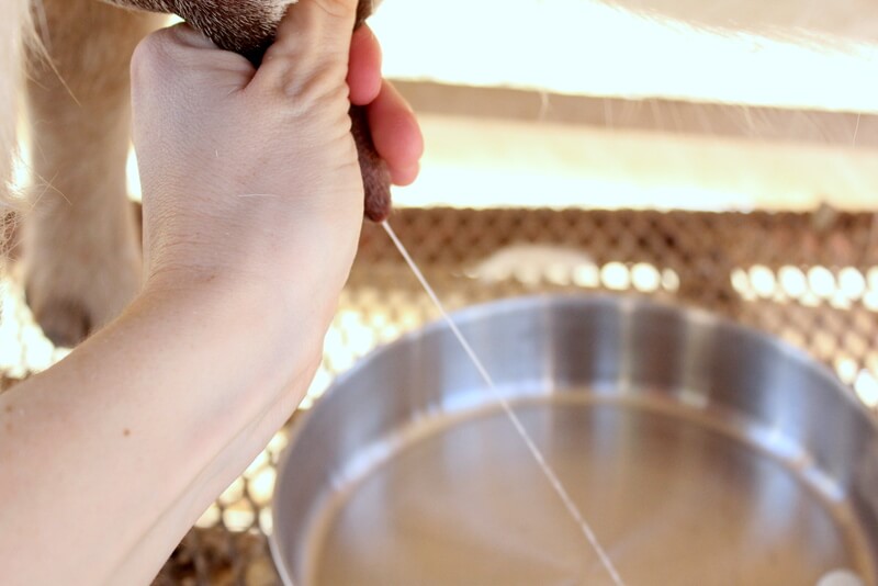 How to Milk a Goat: Step by Step Pictures