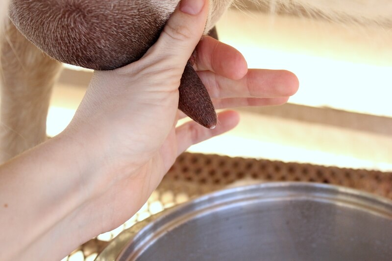 How to Milk a Goat: Step by Step Pictures