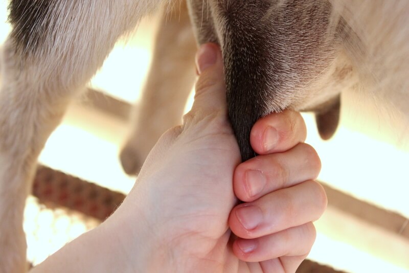 How to Milk a Goat: Step by Step Pictures