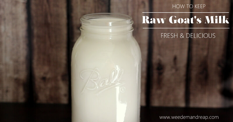 keep-goats-milk-fresh