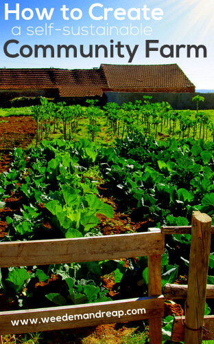 How to Create a Self-Sustainable Community Farm