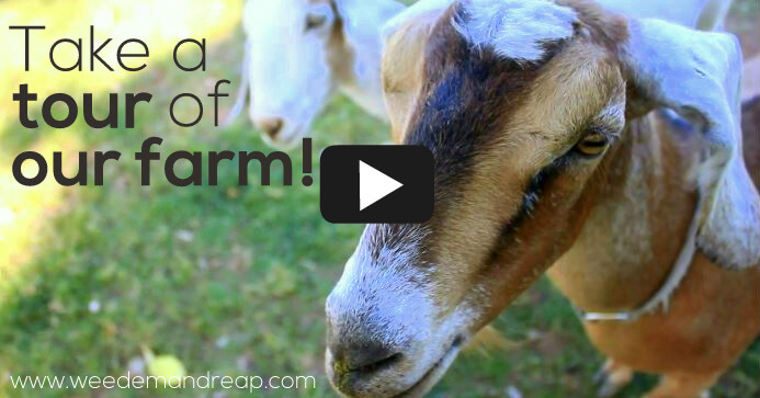 Take a {VIDEO} tour of our farm!