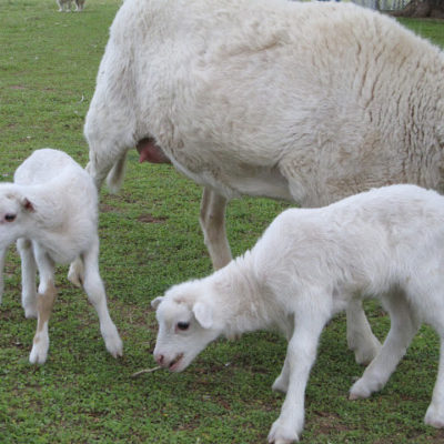 Baby Animals…and more baby animals.