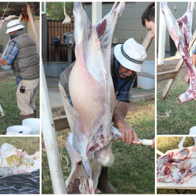 Butchering a Lamb named Peeta