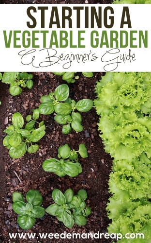 how-to-start-vegetable-garden
