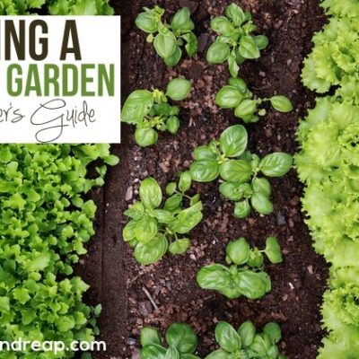 Starting a Vegetable Garden