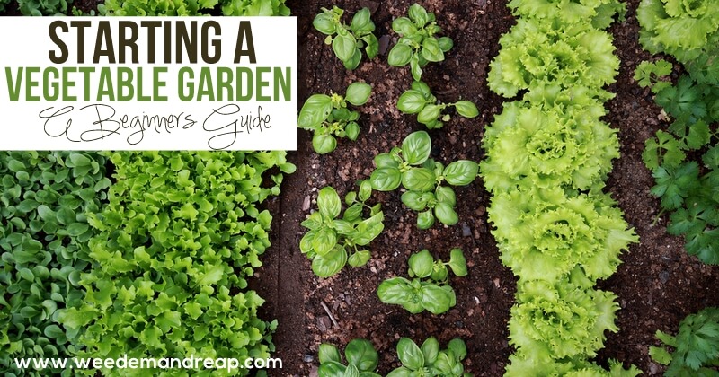 starting-vegetable-garden