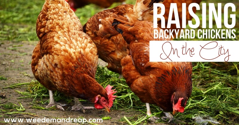 Raising Backyard Chickens in the City