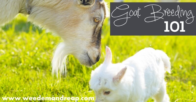 Boy Bands are Back! Banding Goats 101 - Backyard Goats