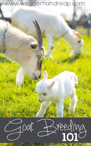 how-to-breed-goats