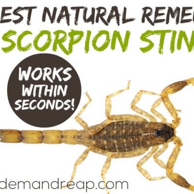 Natural Solution for Scorpion Stings!