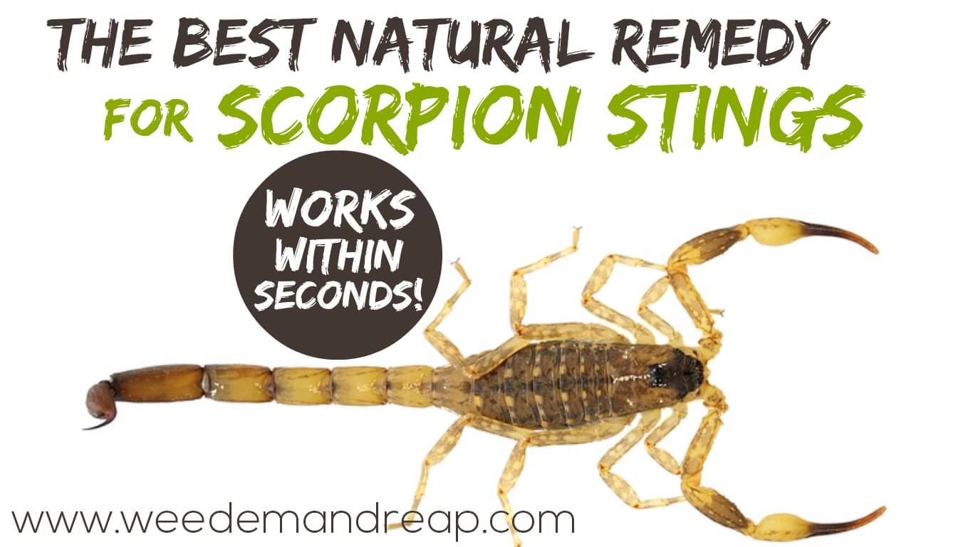Scorpion sting: First-aid, treatment, prevention and all you need