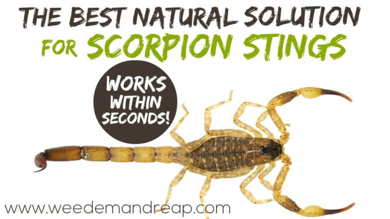 Let me tell you, when I found this solution for scorpion stings I ran around screaming in excitement. Every year we find a few scorpions in the house, and I'm always afraid one of the kids is going to get stung.