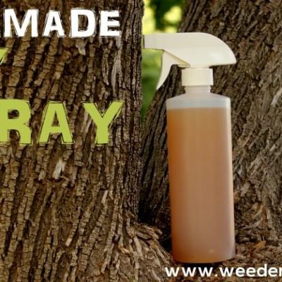 Homemade Fly Spray Recipe