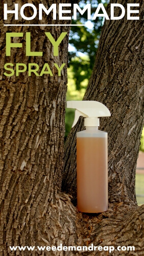 Homemade Fly Spray Recipe