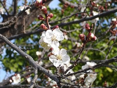 Apricot tree Blossoming