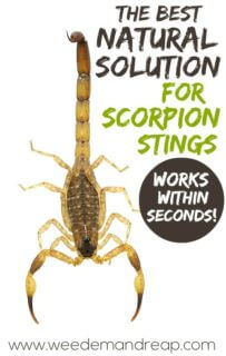 Let me tell you, when I found this solution for scorpion stings I ran around screaming in excitement. Every year we find a few scorpions in the house, and I'm always afraid one of the kids is going to get stung.