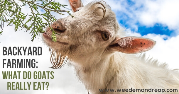 What do goats really eat? - Weed 'em & Reap