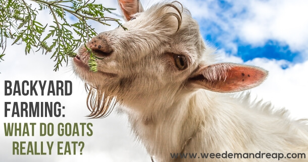 What do goats really eat?