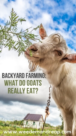 What do goats really eat?