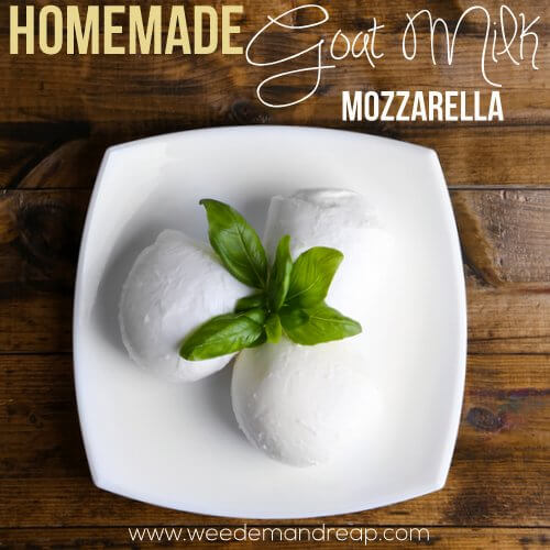 Recipe Homemade Goat's Milk Mozzarella Weed 'em & Reap