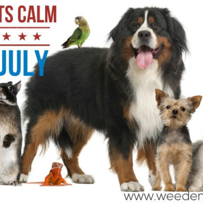 Keeping Pets Calm over 4th of July