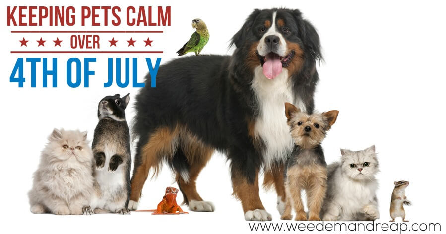 Keeping Pets Calm over 4th of July | Weed 'Em and Reap