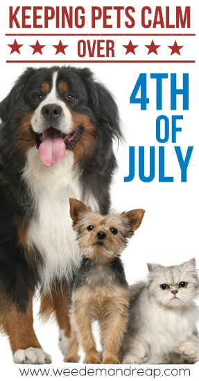 Keeping Pets Calm over 4th of July || Weed 'Em and Reap