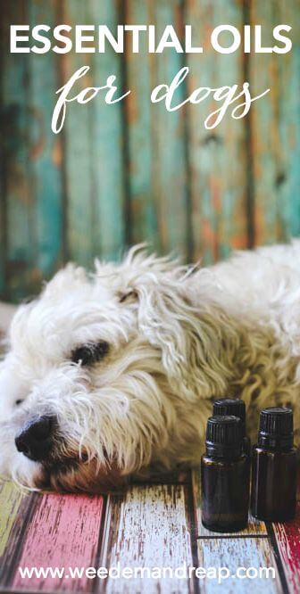 essential-oils-dogs