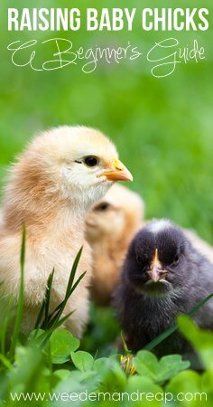 Great article about raising baby chicks!