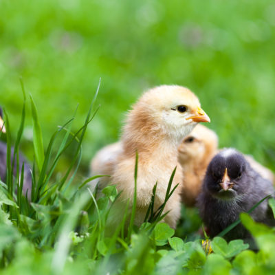 Raising Baby Chicks – A Beginner’s Guide