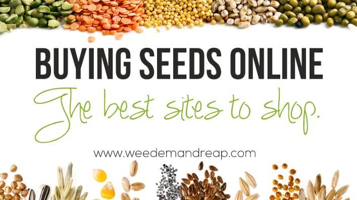 Buying Seeds Online: Best Websites - Weed 'em Reap