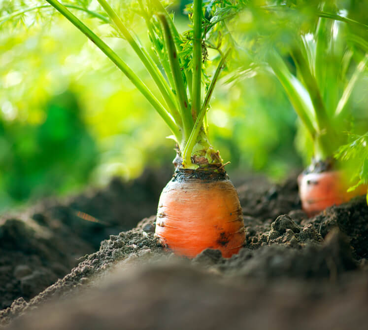 Organic Carrots. Carrot Growing Closeup